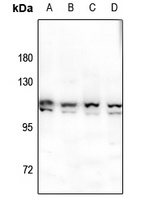 ERK3 Rabbit Polyclonal Antibody