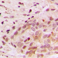 MAPK6 antibody