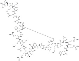 BNP (1-32) Human peptide