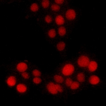 PI Staining Kit