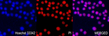 Hoechst 33342/PI Double Staining Kit