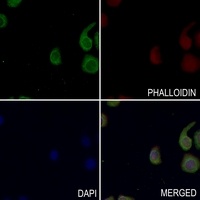 Anti-MKK2 (Phospho-T394) Antibody