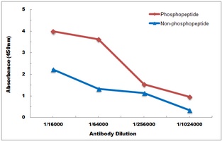 PKR (phospho-T451) antibody