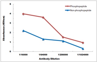 Anti-PKR (Phospho-T451) Antibody