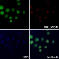 PTEN antibody