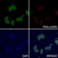 Anti-SHPTP2 (Phospho-Y542) Antibody