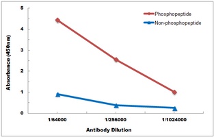 SHPTP2 (phospho-Y542) antibody
