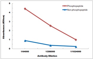 Anti-SHPTP2 (Phospho-Y542) Antibody