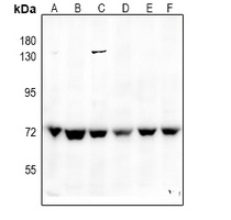 SHPTP2 Rabbit Polyclonal Antibody