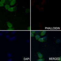 Anti-SHPTP2 Antibody