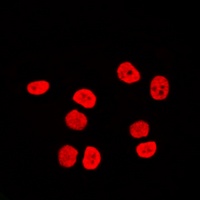 BAF170 antibody