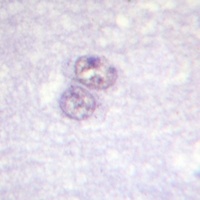 Anti-SP1 Antibody