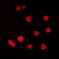 SP1 antibody