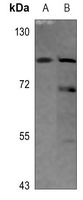 Matriptase Antibody