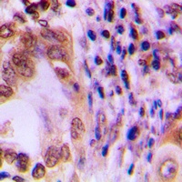 STAT1 Antibody