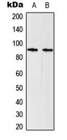 STAT5 Antibody