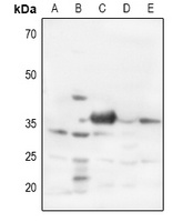 Syntaxin 1A Antibody