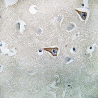 Syntaxin 1A Antibody