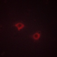 Syntaxin 1A Antibody