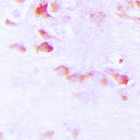 Anti-Synapsin 1 (Phospho-S9) Antibody