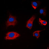 Synapsin 1 (phospho-S9) antibody