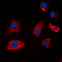 Anti-Synapsin 1 (Phospho-S9) Antibody