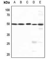 AP2 gamma Antibody