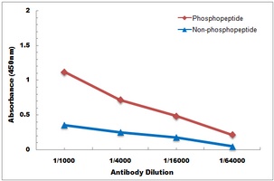 Anti-Tyrosine Hydroxylase (Phospho-S71) Antibody
