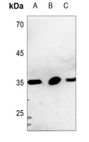 CD90 Antibody