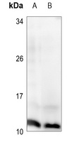 Histone H4 (Phospho-S47) Antibody