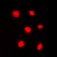 Histone H4 (phospho-S47) antibody