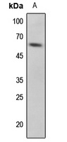 p53 (Phospho-S33) Antibody