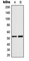 p53 (Phospho-S37) Antibody