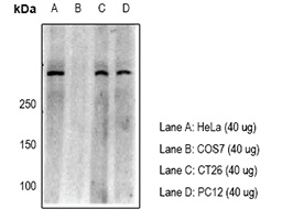 53BP1 Antibody