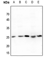 Translin Antibody