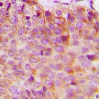 Anti-14-3-3 eta Antibody