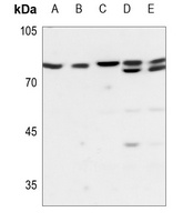 PLA2G4C Antibody