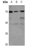 CD137L Antibody