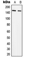 SLK Antibody