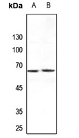 ARMCX2 Antibody