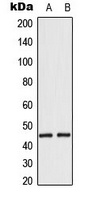 EMP Antibody
