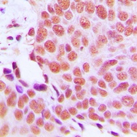 EMP Antibody