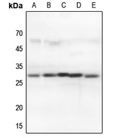 14-3-3 theta/tau Antibody