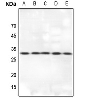 14-3-3 theta Antibody