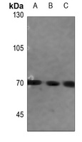 FATP5 Antibody
