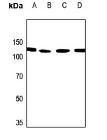 PALLD Antibody