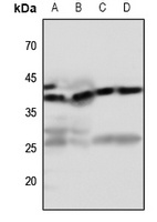 EDG7 Antibody