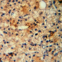 Anti-EDG7 Antibody