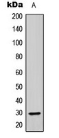 ABHD14A Antibody