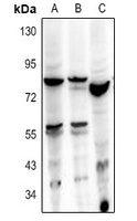 HBP1 Antibody